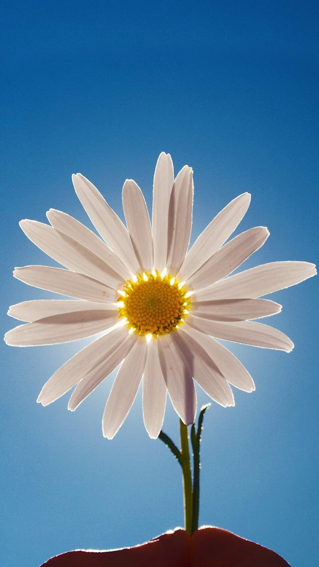 Daisy Flower iPhone Wallpaper