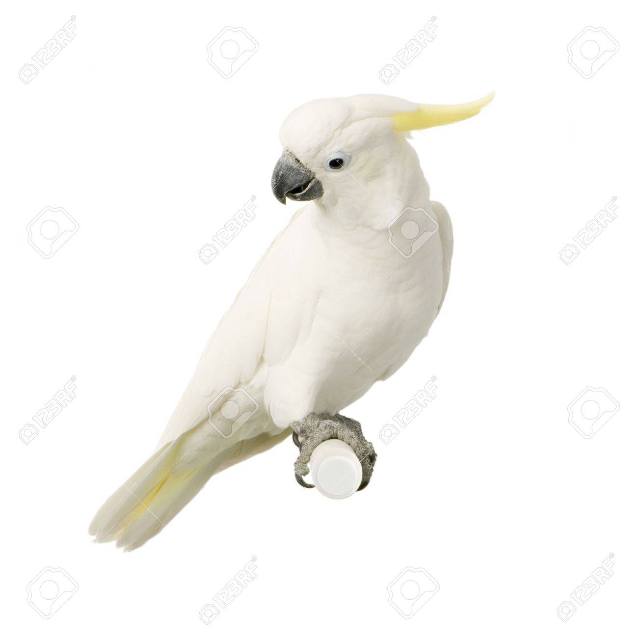 Free Download Cockatoo In Front Of A White Background Stock Photo 