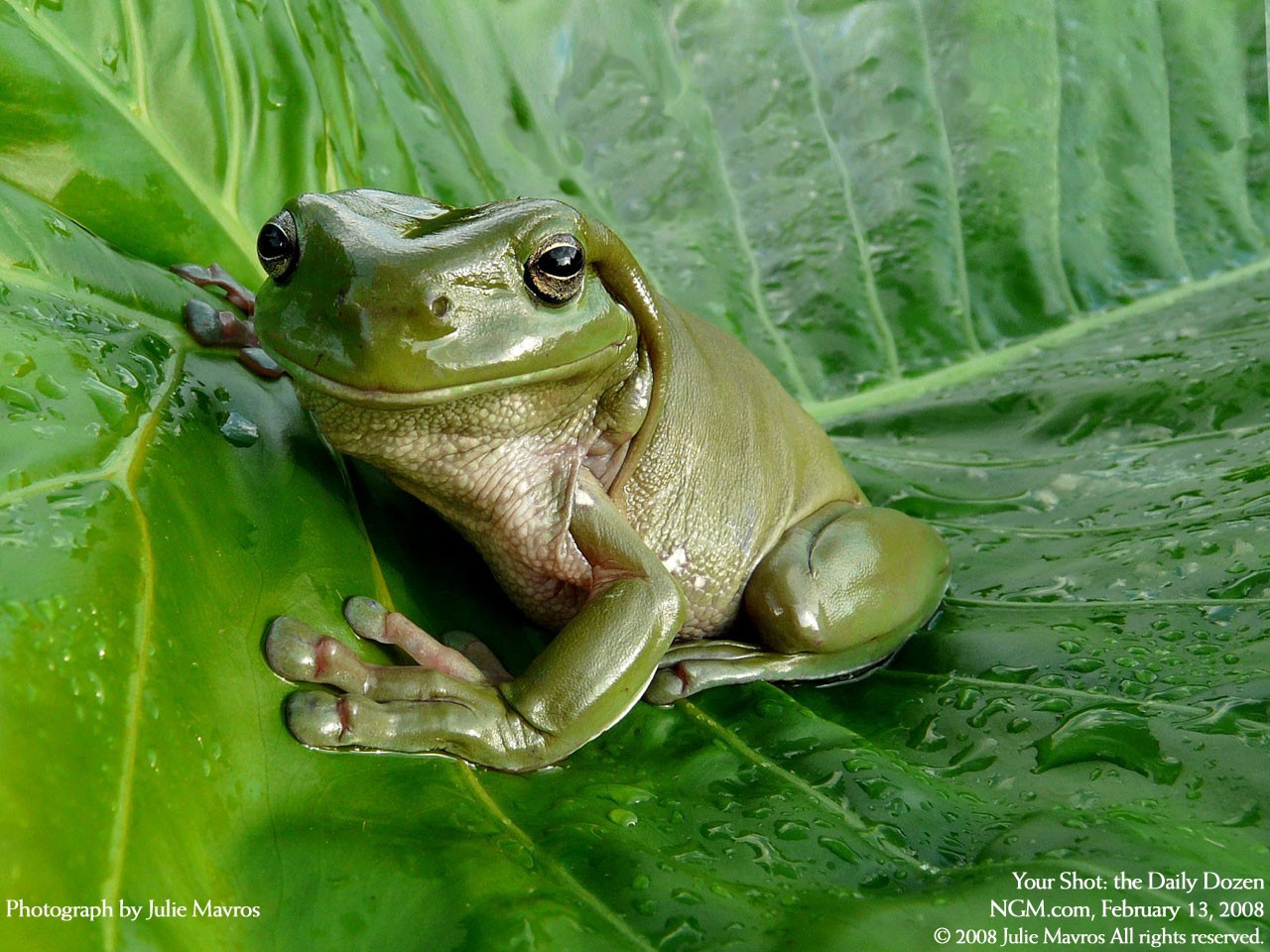 cute frog is a great wallpaper for your computer desktop and laptop