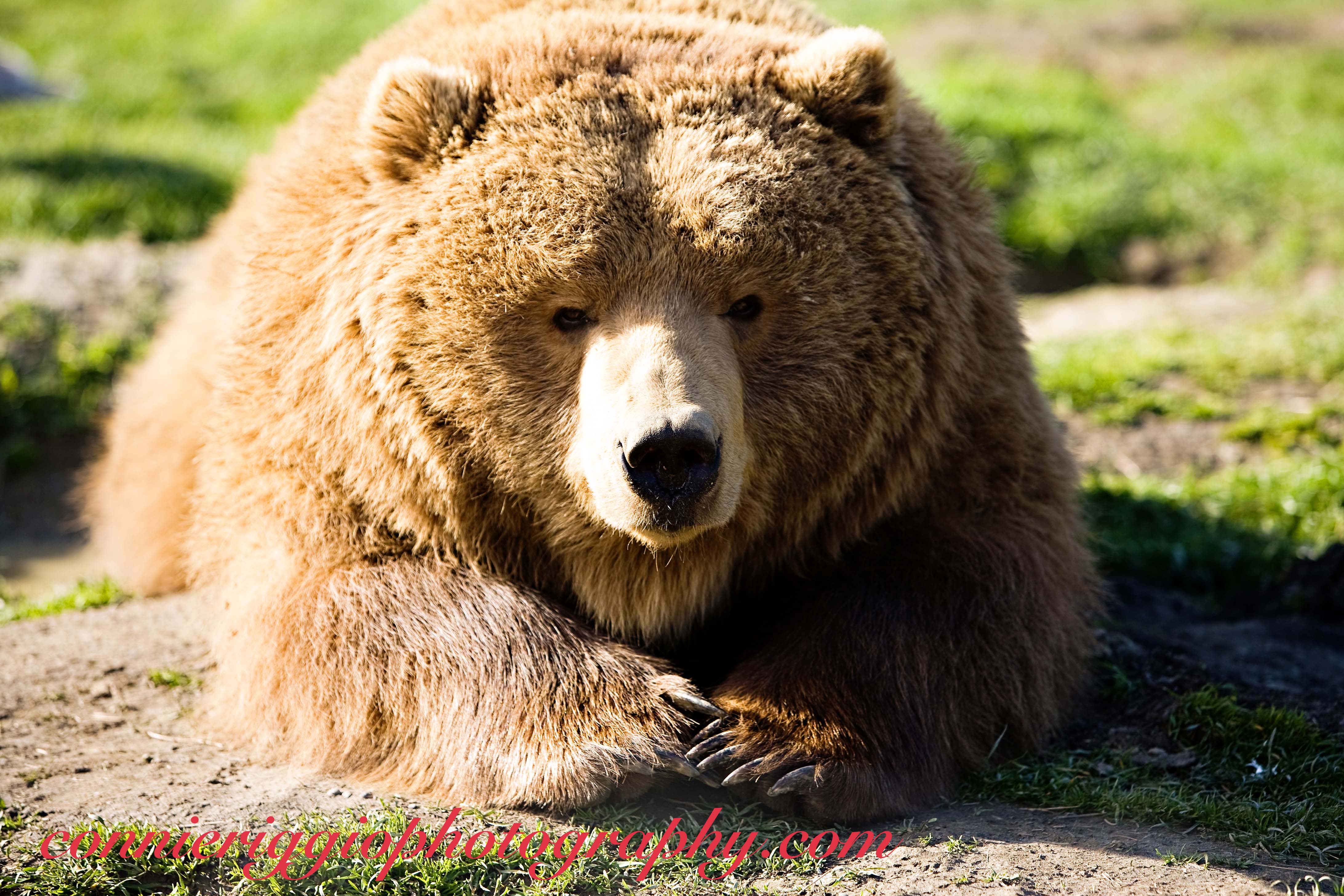 Kodiak Bears Brown And Bear Cubs