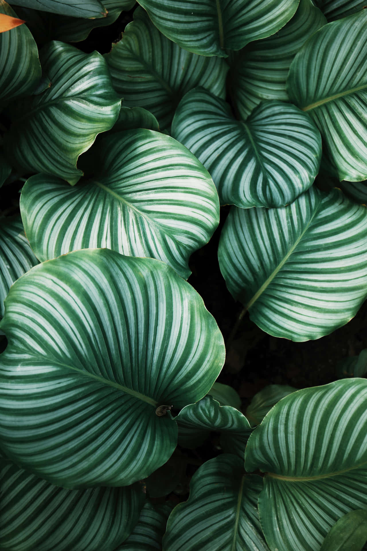 Tropical Leaves Desktop Wallpaper