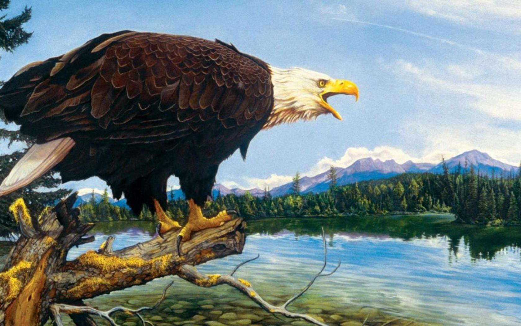 Mighty Bald Eagle High Quality And Resolution Wallpaper