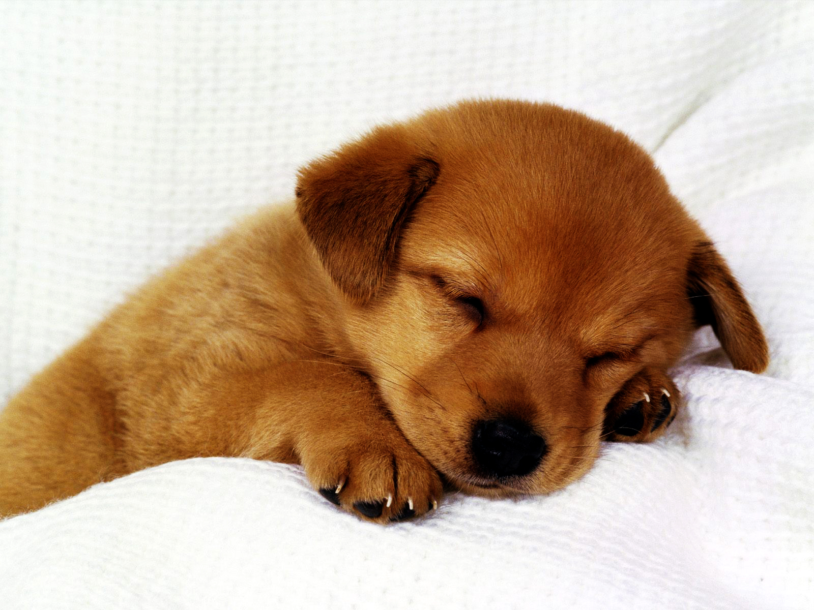 Adorable Puppy Sleeping Peacefully on a Soft Blanket
