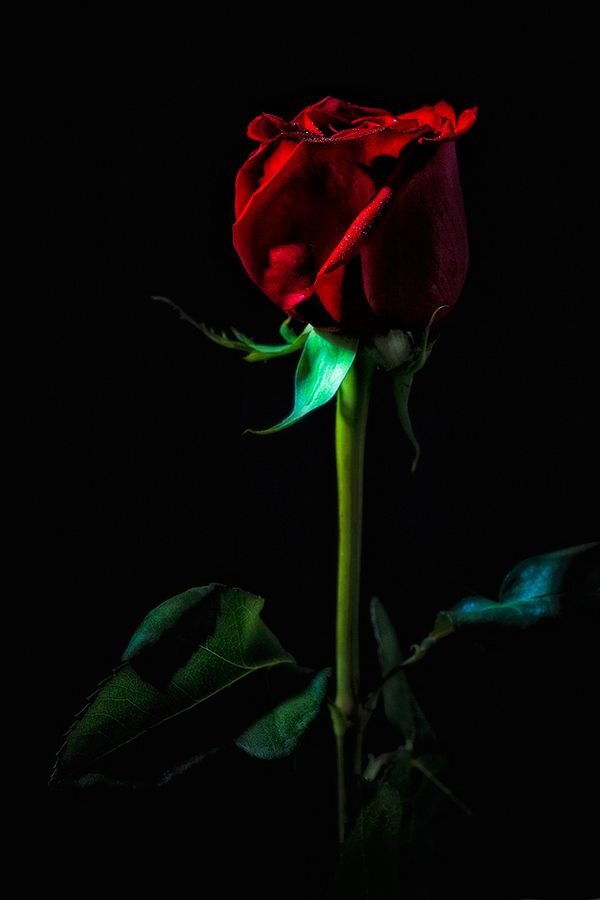 83+] Red Rose Black Background - WallpaperSafari