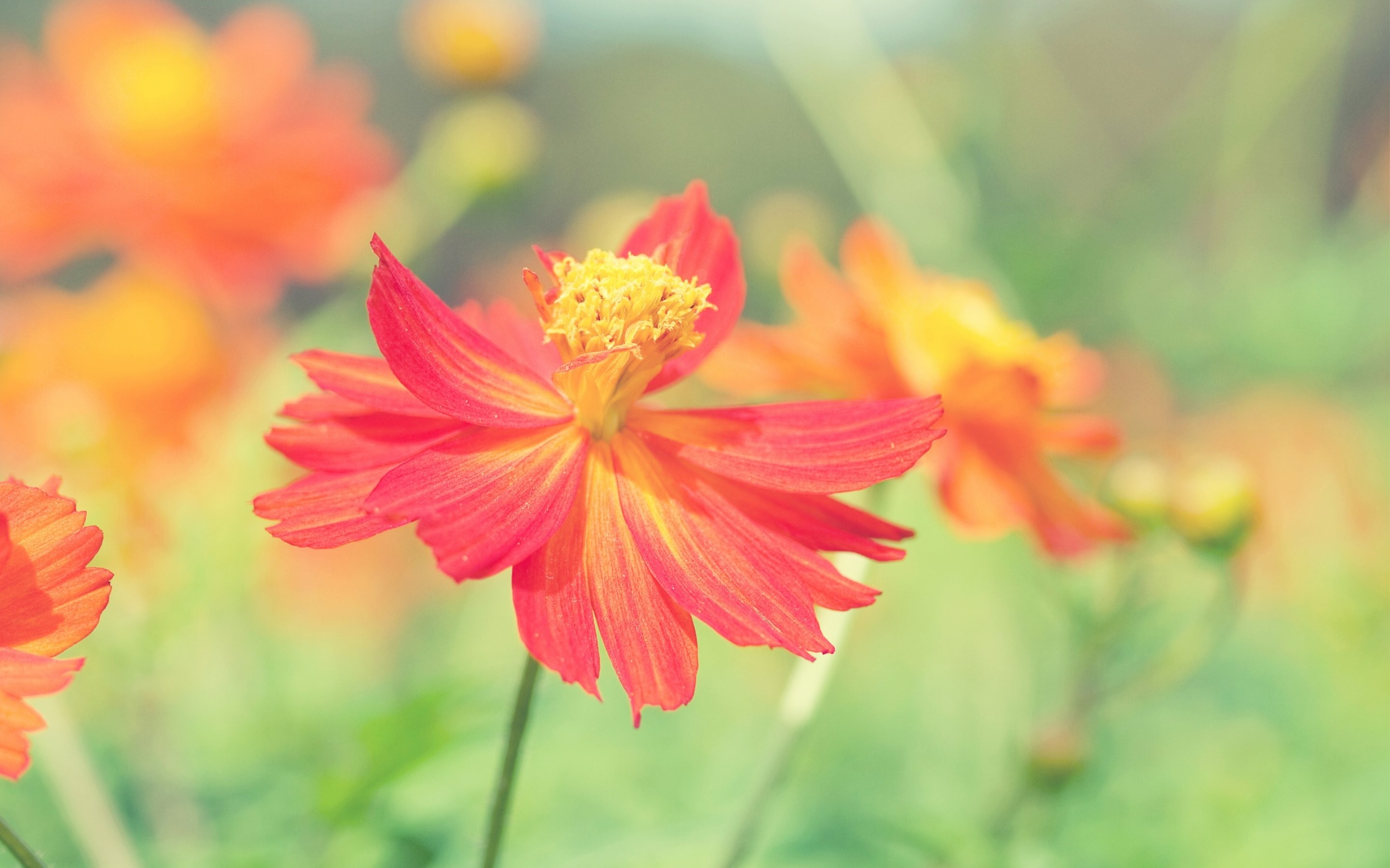 Color 1080p Leaf Bokeh Flower Desktop Background