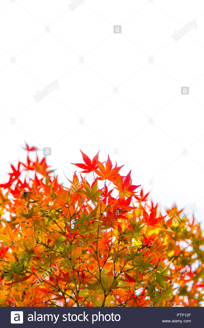 Momiji Tree And Its Colorful Leaves During Autumn In Japan