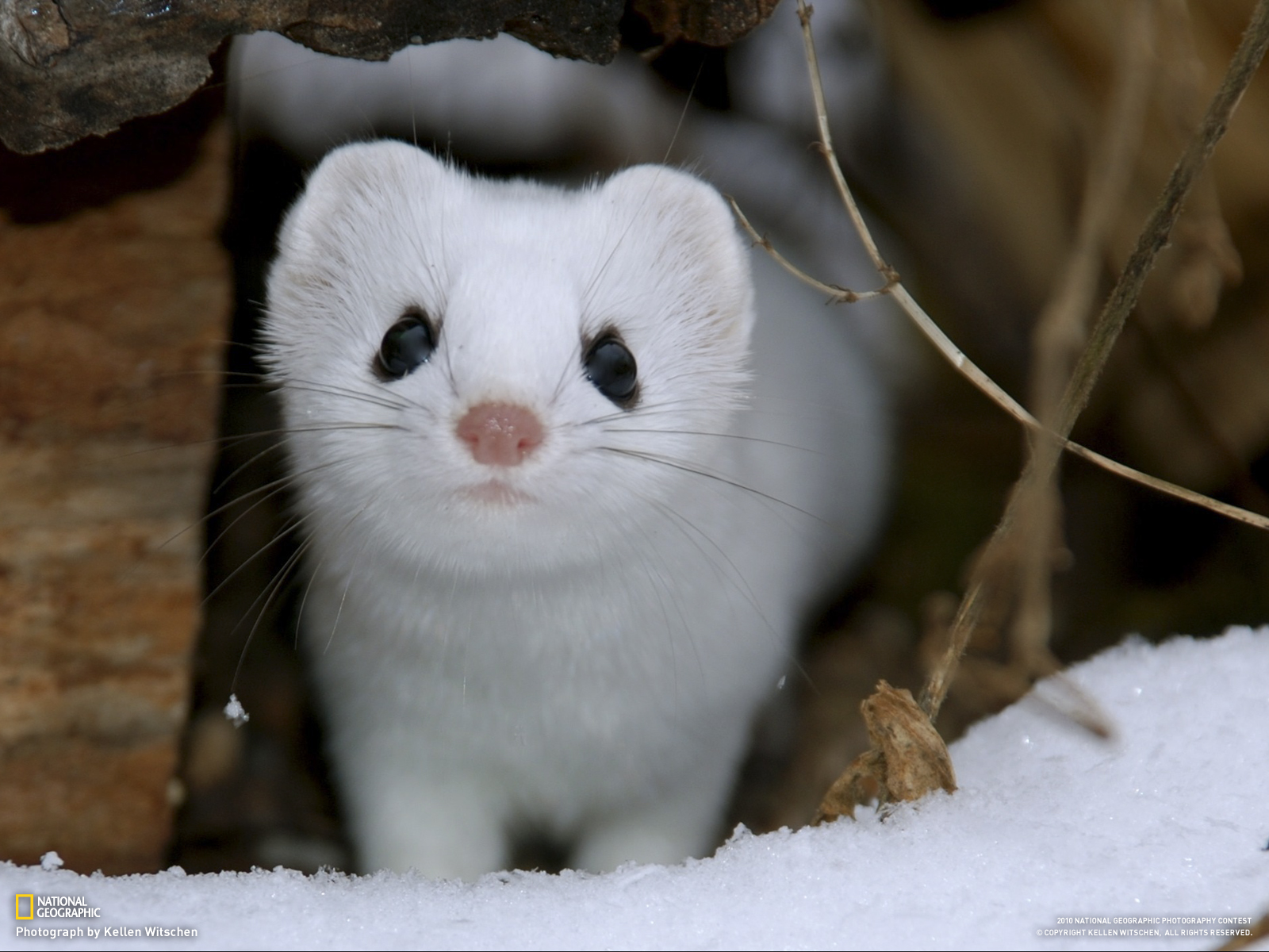 Stoat Wallpaper And Background Image Id