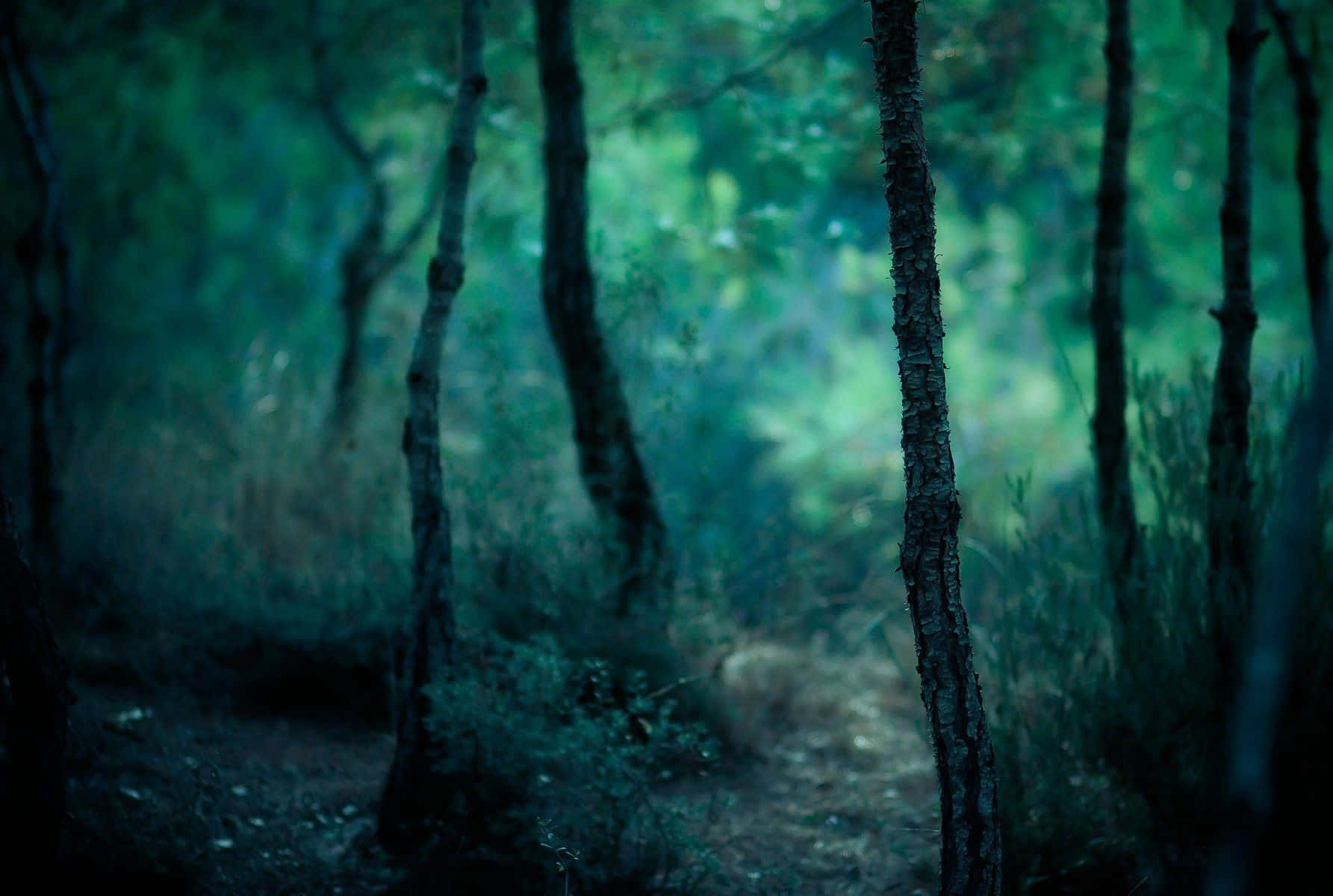 Dark Nature Background Wallpaper