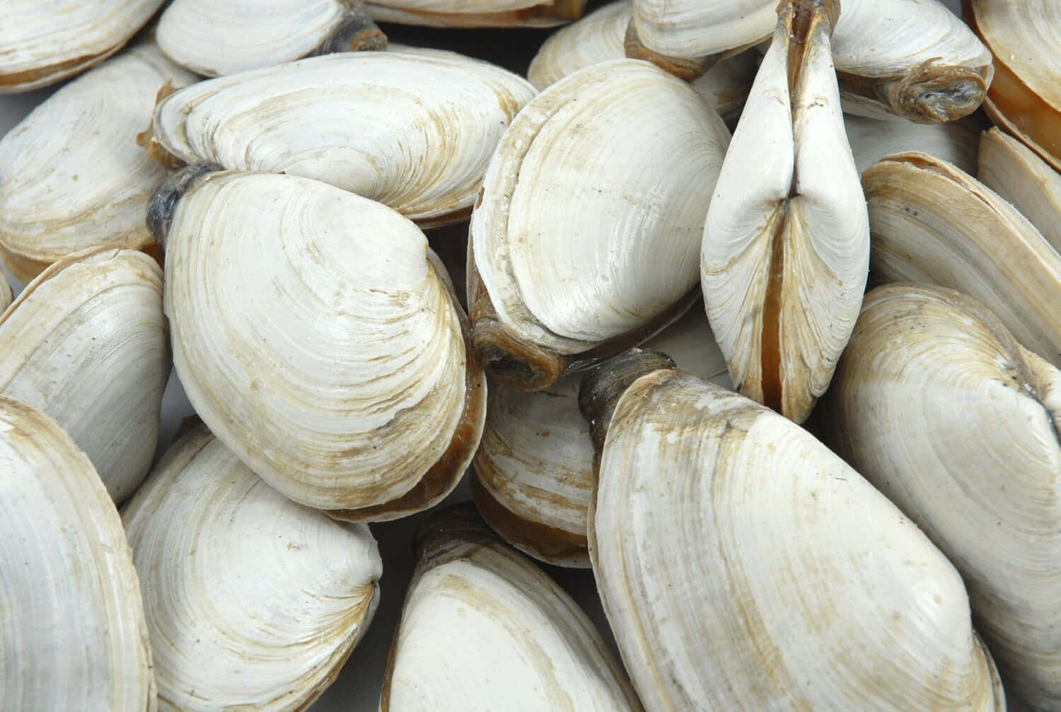 A Clam Shell Lying Open In The Soft Sand Wallpaper