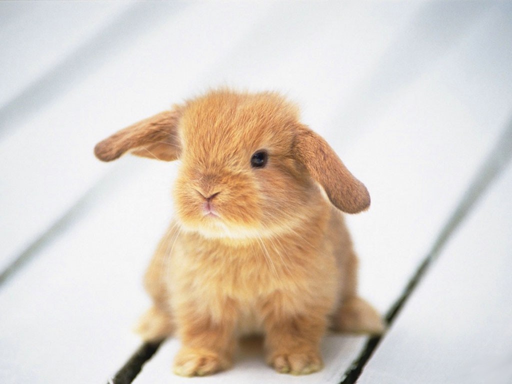Baby Bunnies images baby bunnies HD wallpaper and