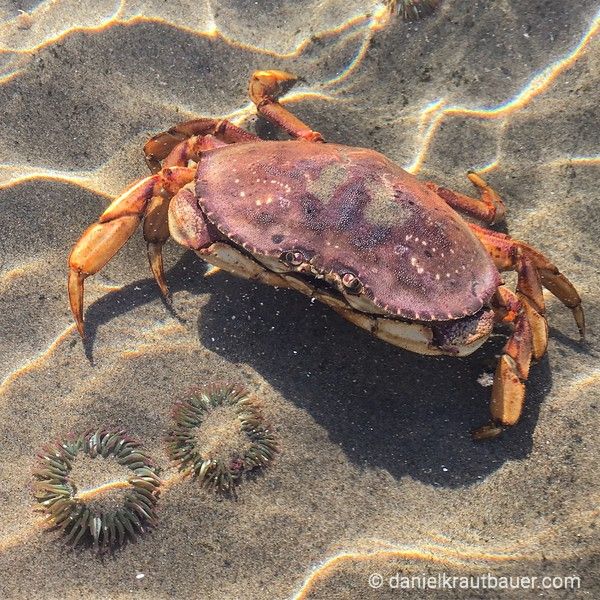 Dungeness Crab Wallpaper