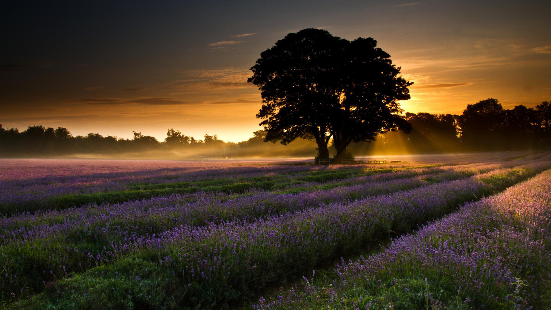 Sunrise over a lavender field with a silhouetted tree in the foreground