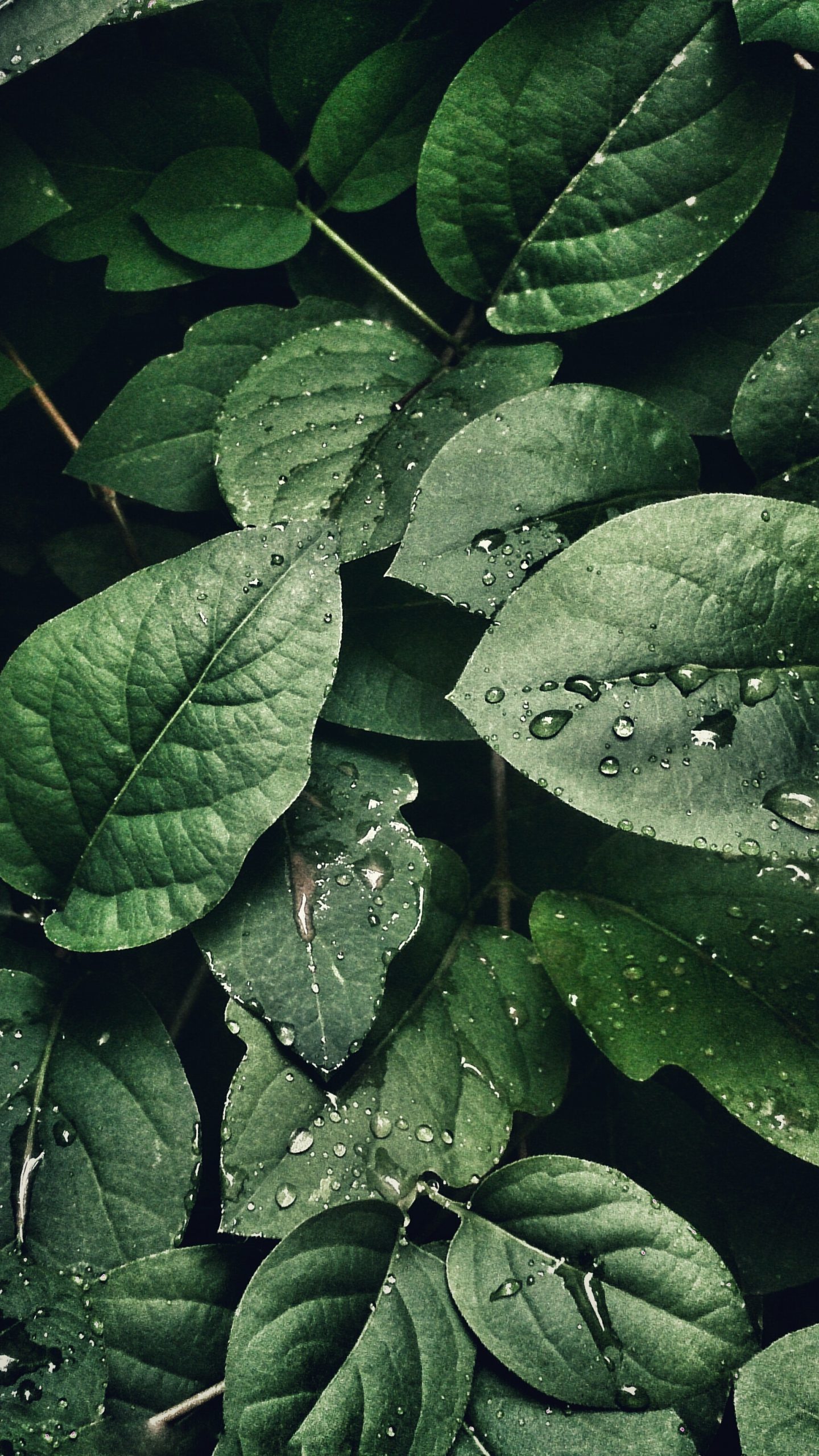 Dark green leaves leaf HD phone wallpaper  Peakpx