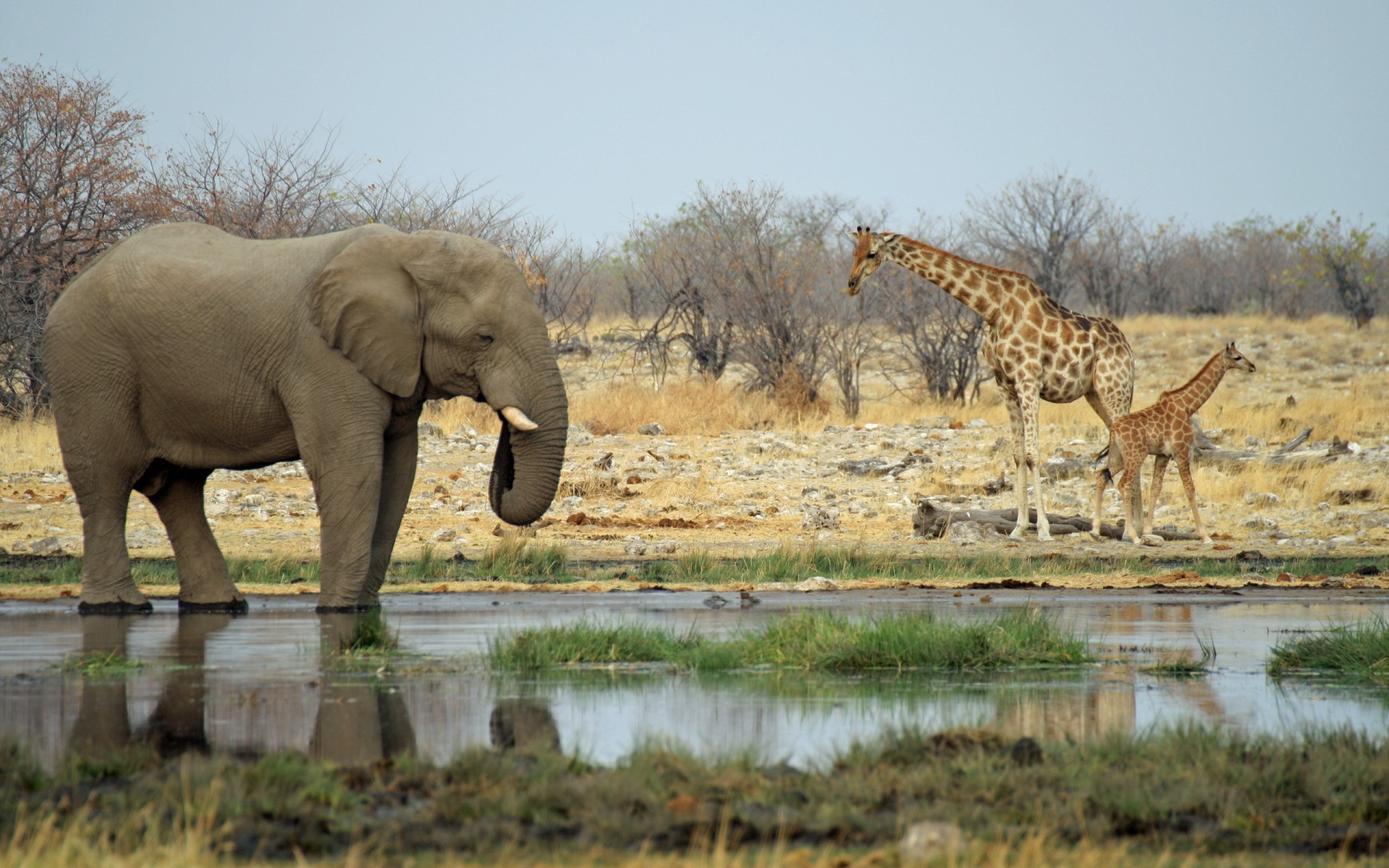 Elephant Giraffe Africa Landscapes Nature Wallpaper