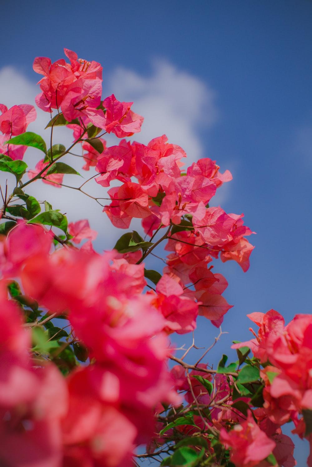 Red Flowers Under Blue Sky During Daytime Photo Flower