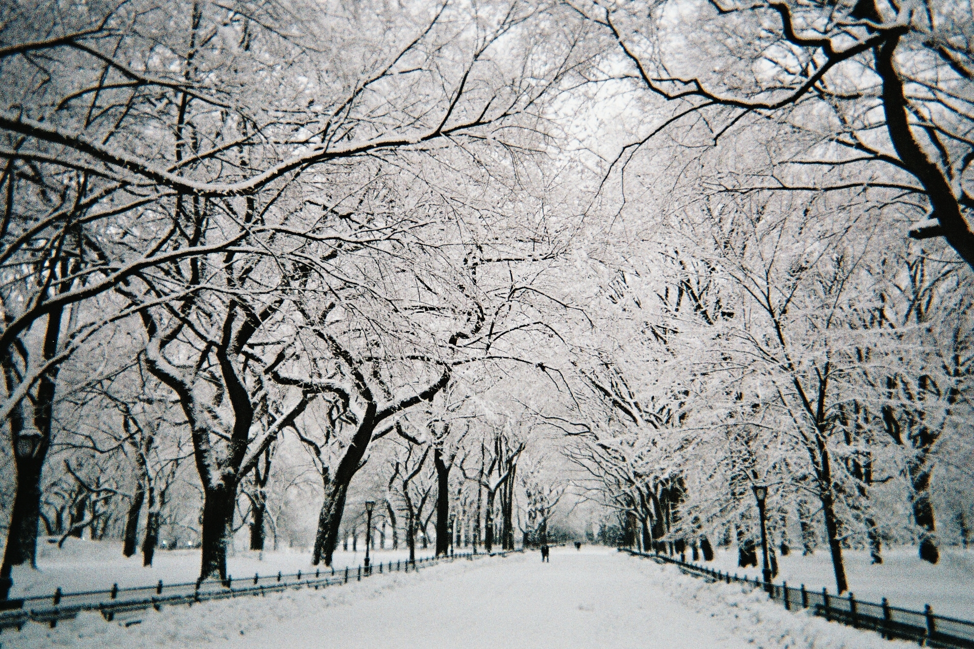 New York City Central Park Winter Memes