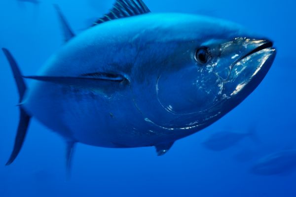 Atlantic Bluefin Tuna Photo And Wallpaper Cute
