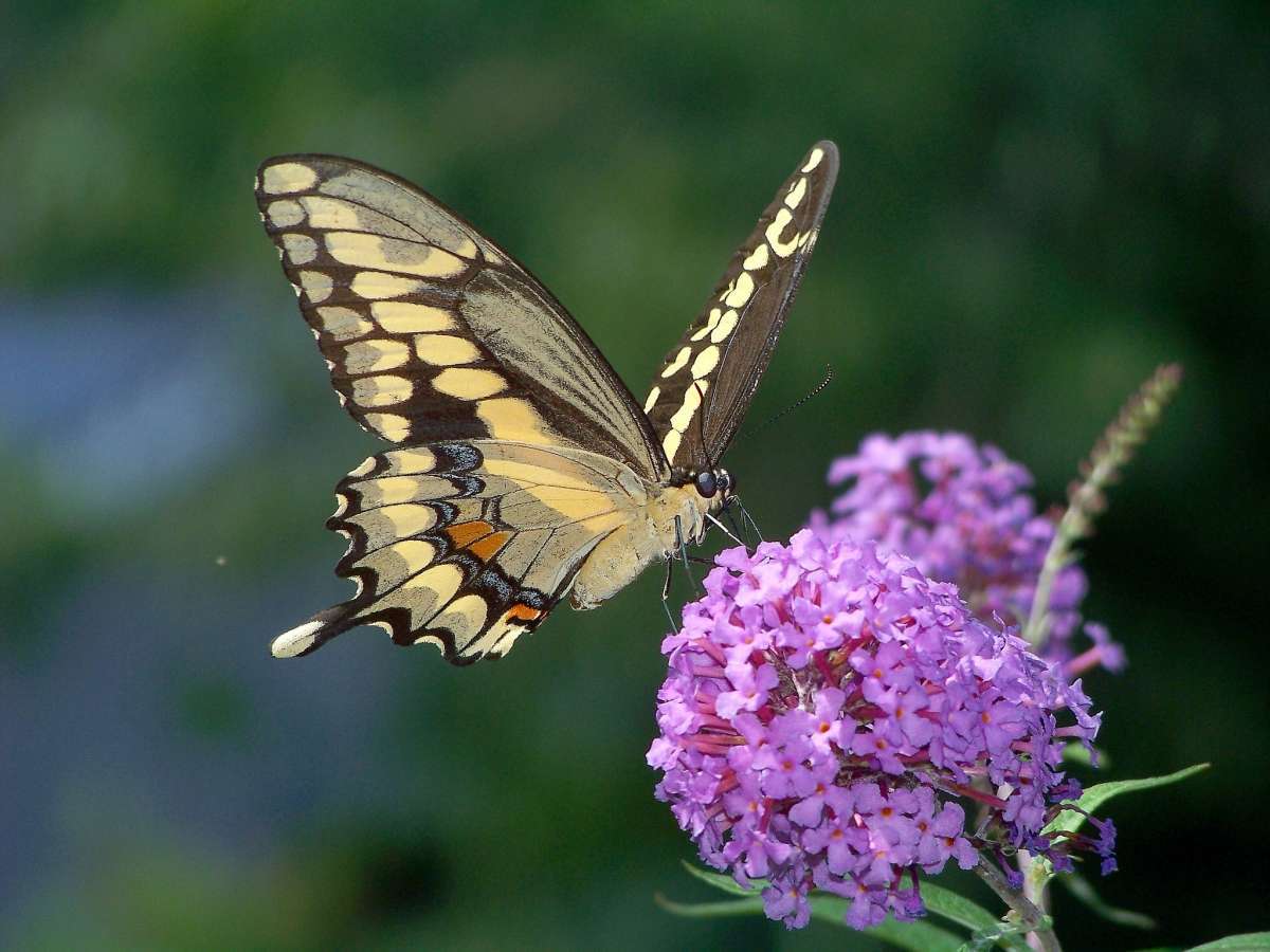 butterfly giant swallowtail model download