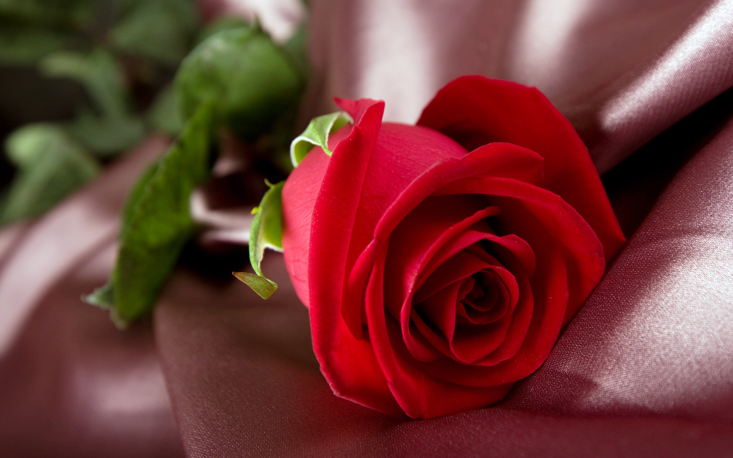 Awesome Red Rose Flower Macro Wallpaper HD With