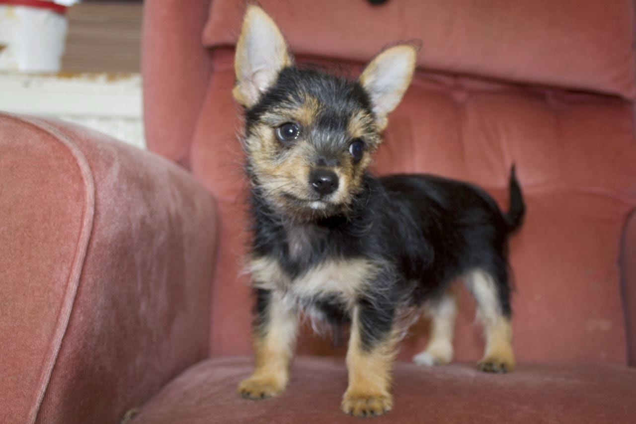 Adorable Photos Of Yorkshire Terrier Cross Breeds