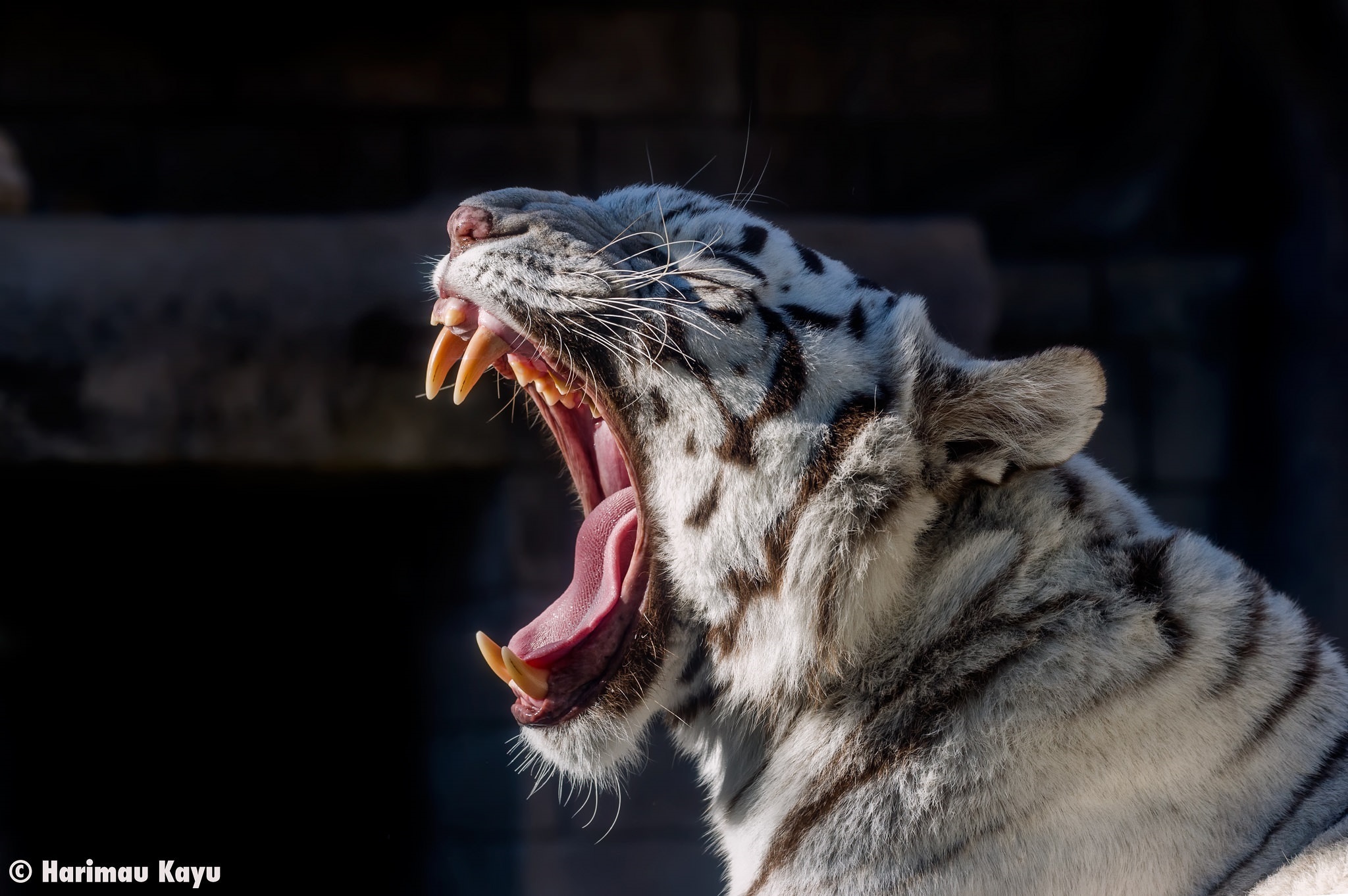 White Tiger Wild Cat Predator Face Yawning Mouth Teeth Tongue