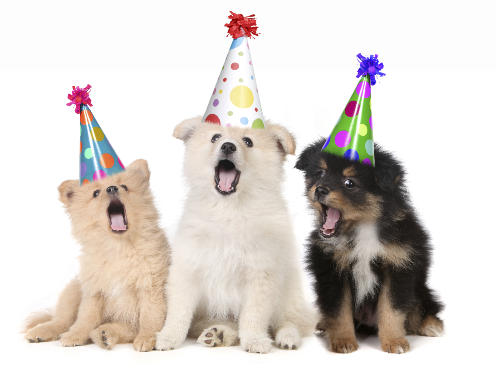 Dog Party Ideas And Stuff Like That Presented By Lola Canine Couture