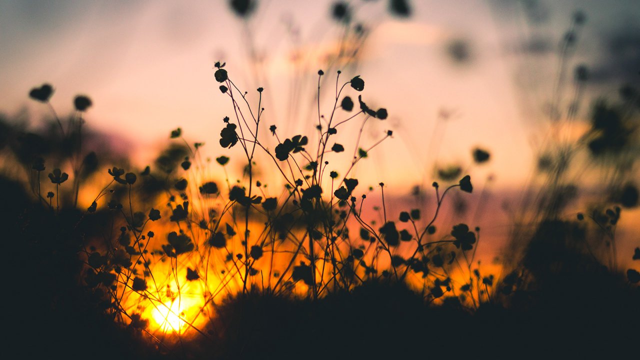 Nature Sunset Flowers Silhouette Smells Good HD Image