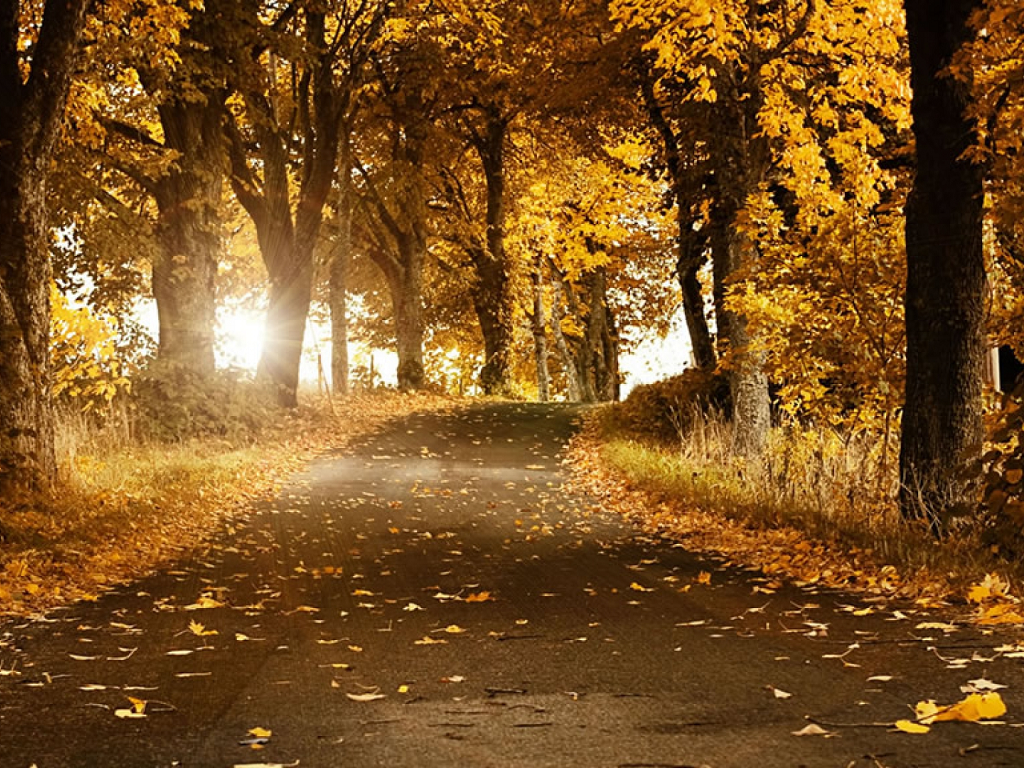 Beautiful Autumn Daydreaming Wallpaper