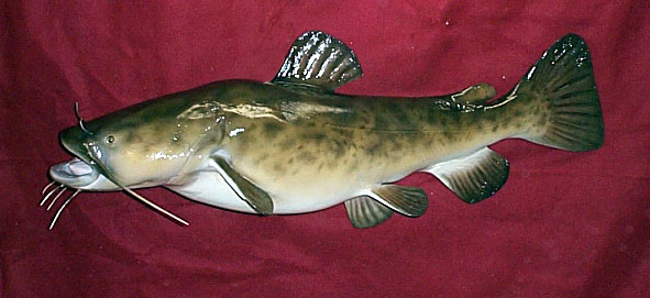 Flathead Catfish Wallpaper Image Picture