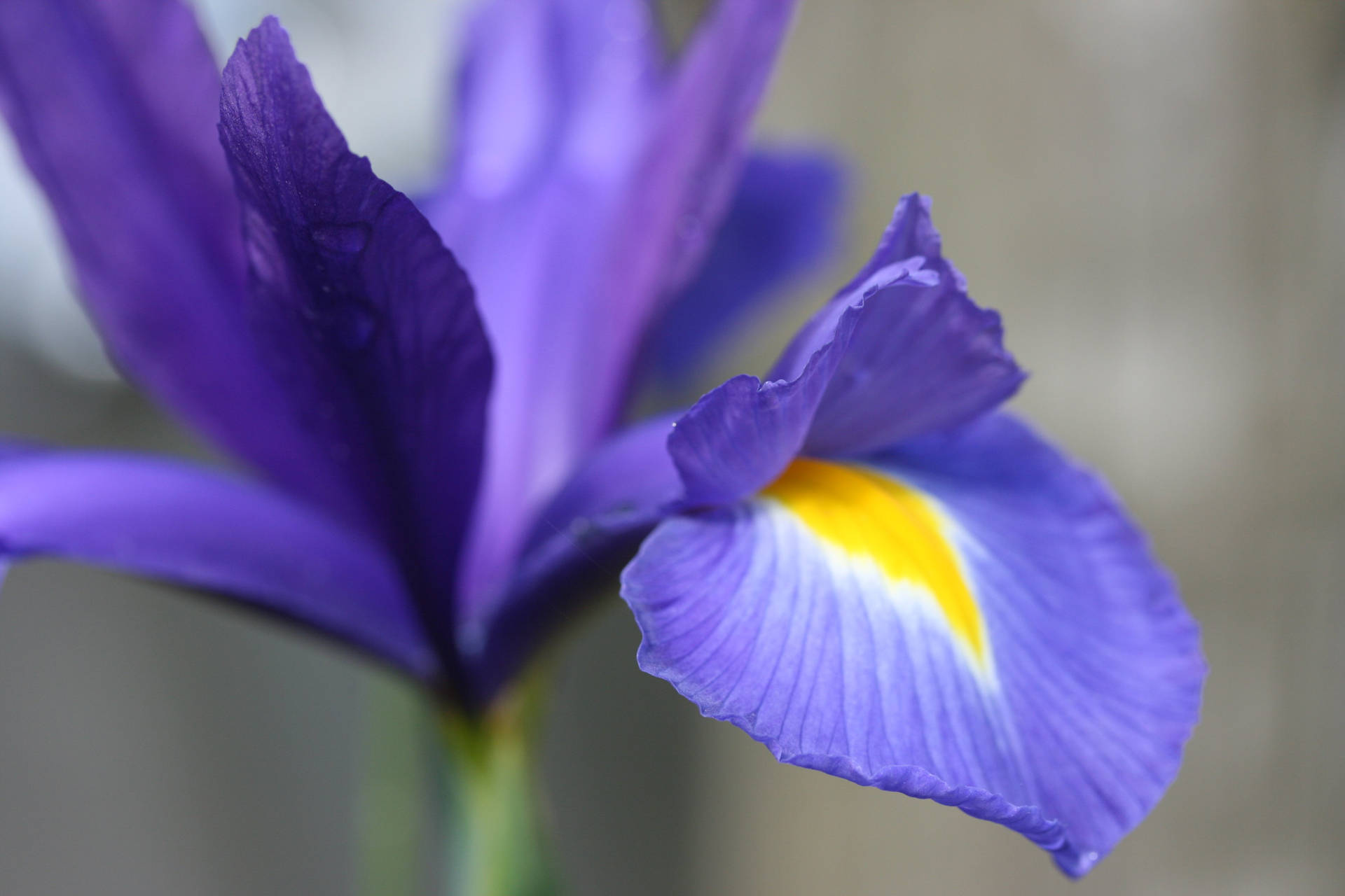 Hollandica Iris Flower N84ppjno1wg8nedk Wallpaper