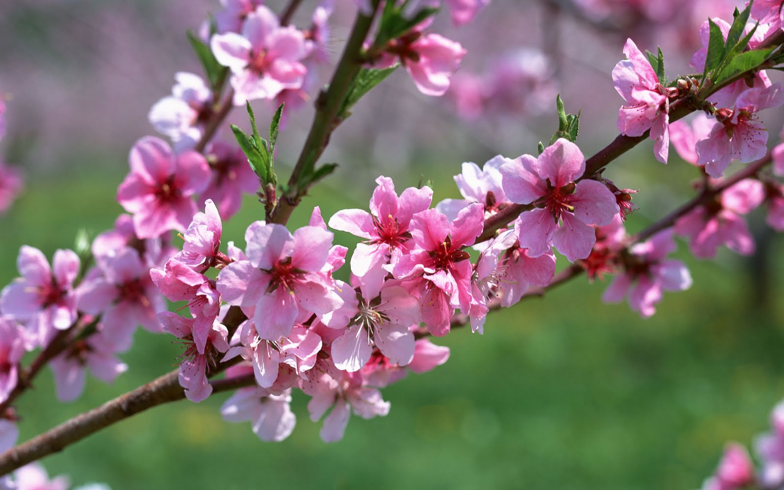 Cherry Blossoms Auntie Dogma S Garden Spot