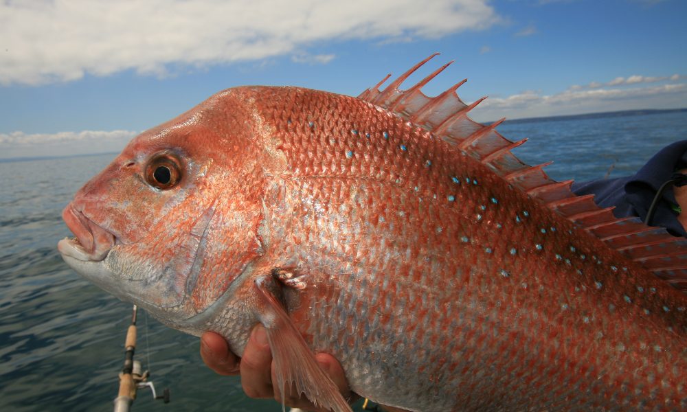 Snapper Vr Fish
