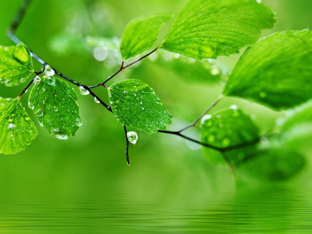 Green Nature HD Wallpaper For Pc Puter Ideas