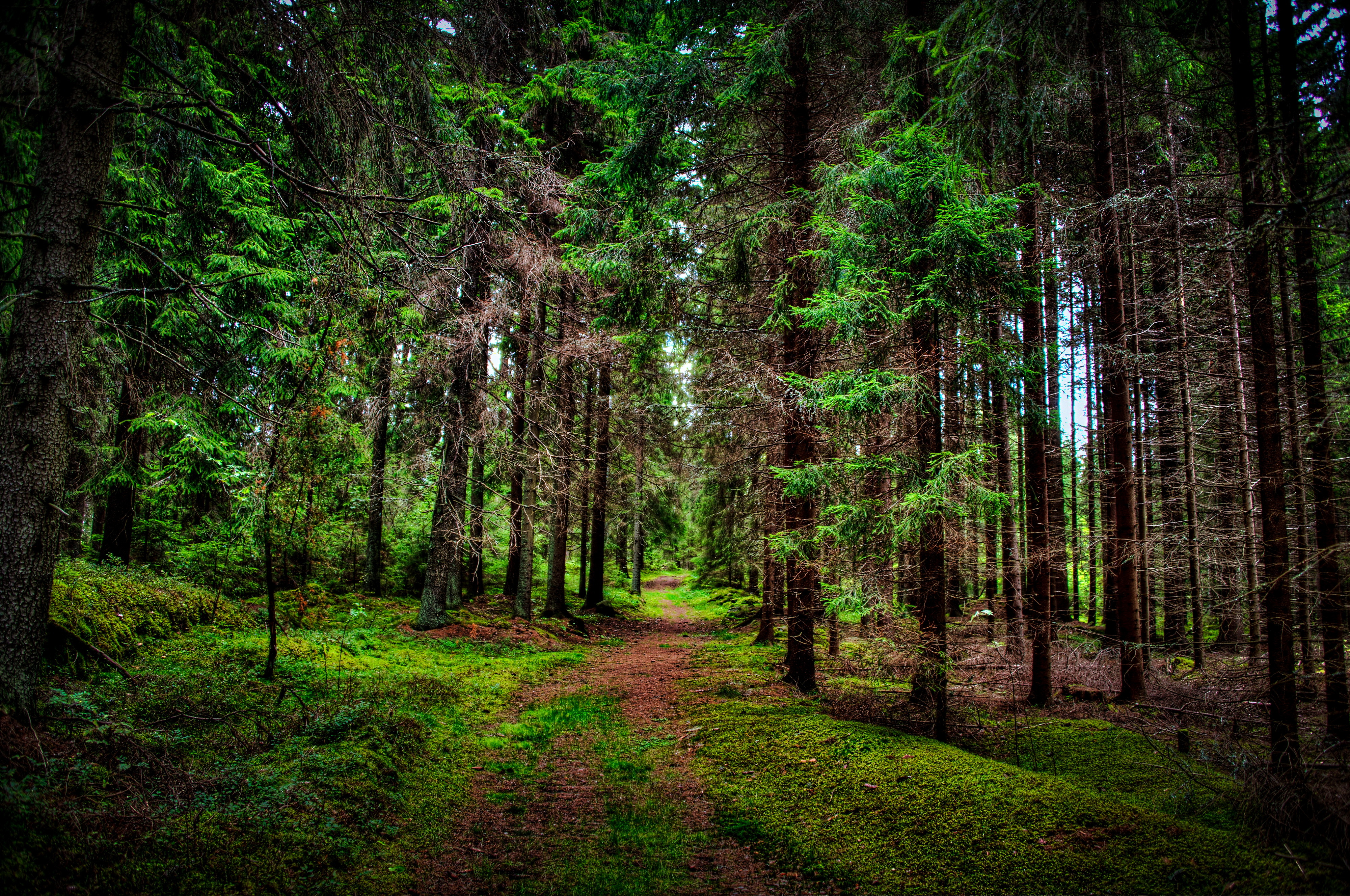 Desktop Wallpaper 4k Forest High Quality