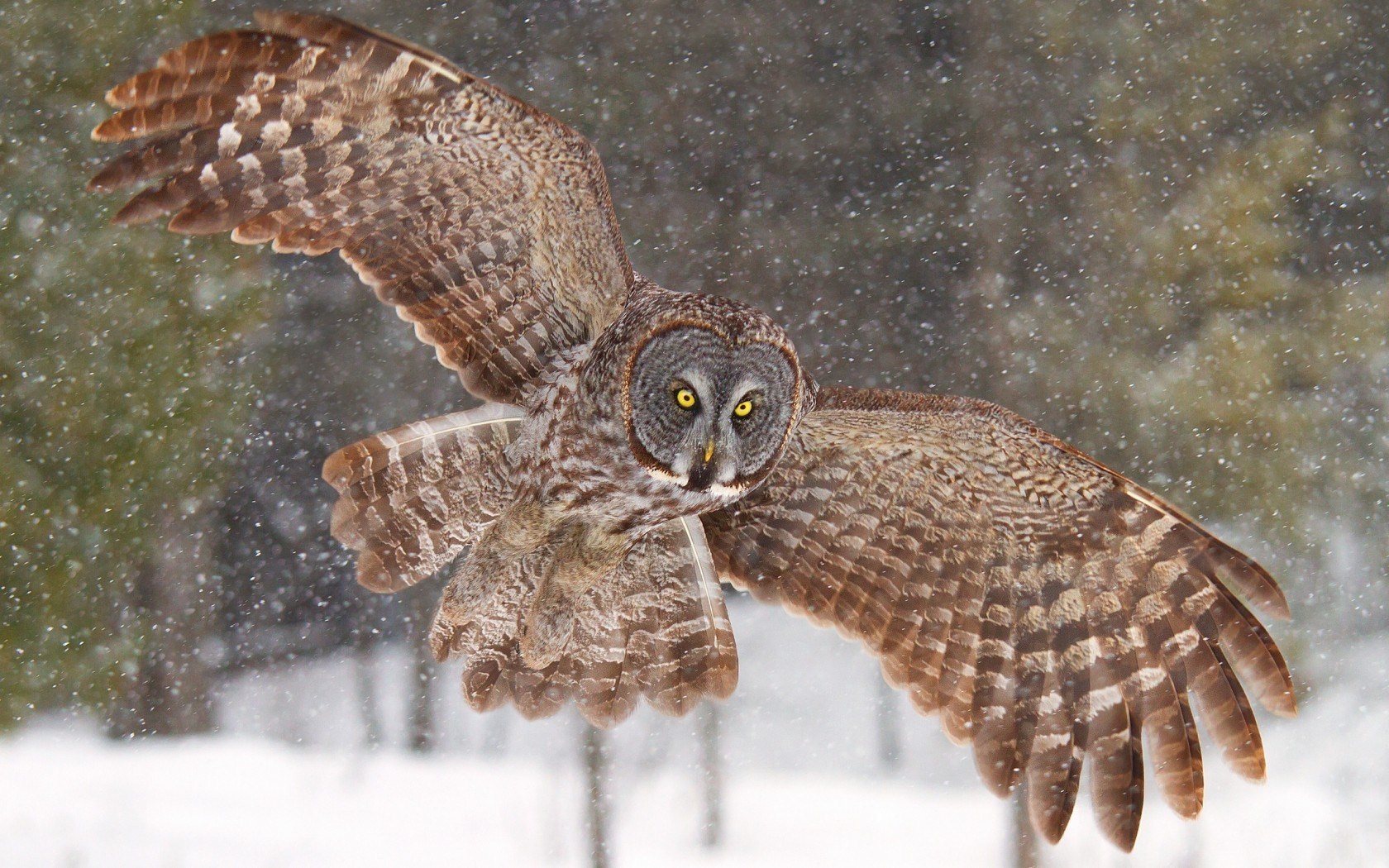 Winter Snowflakes Owl Pictures In High Definition Or