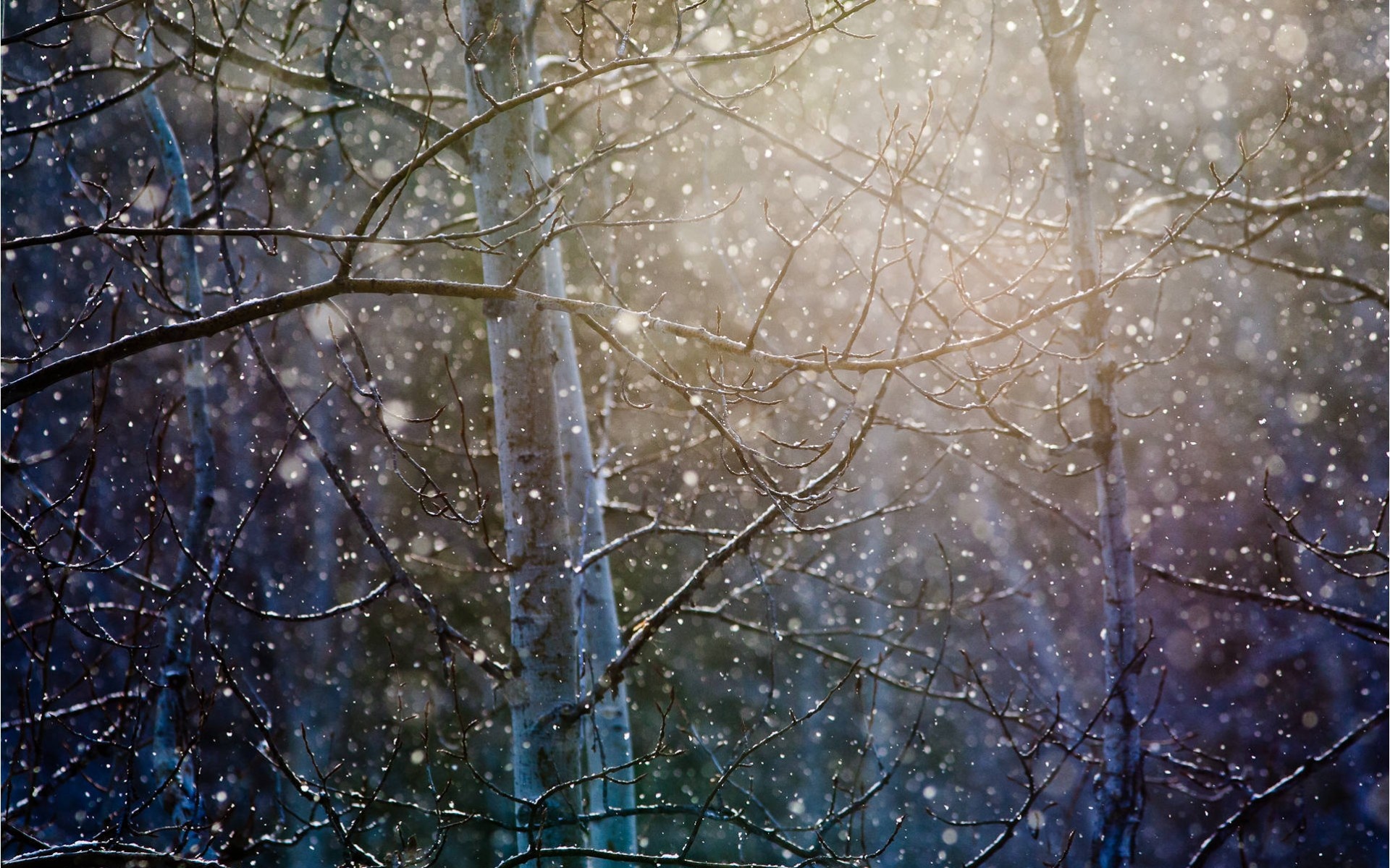 Wallpaper Forest Tree Snow Branch Winter Desktop