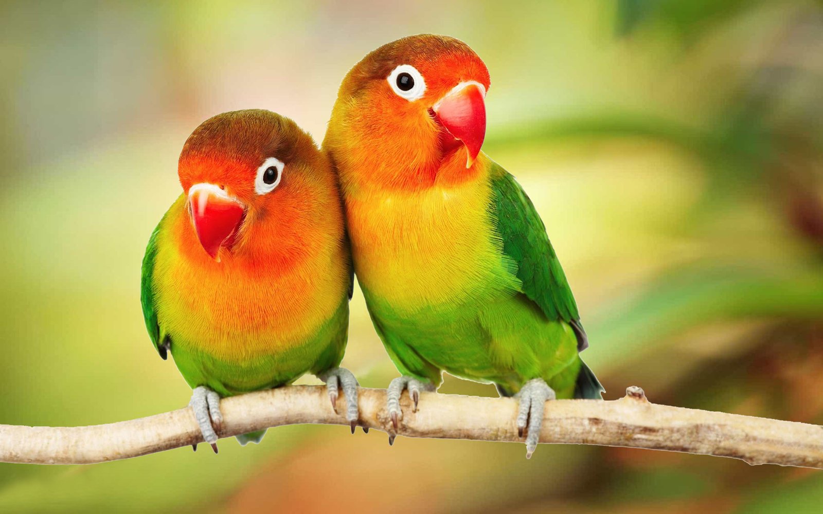 Beautiful Tropical Birds Colorful Parrots Love On Branch Wallpaper