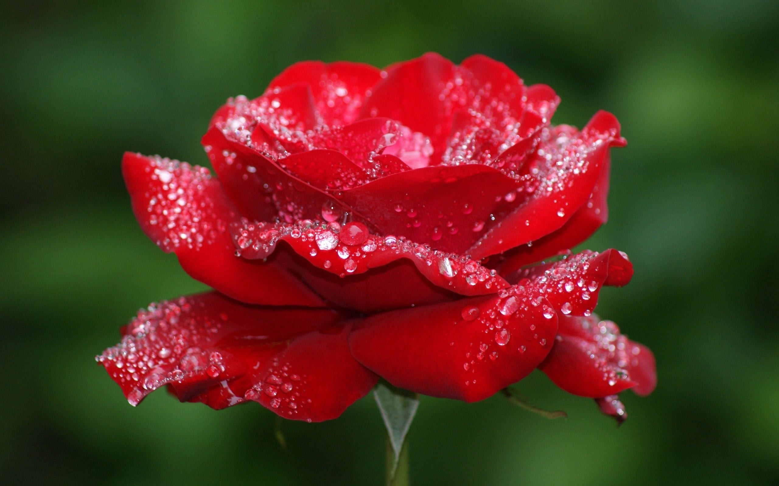 Water Drops On Red Roses HD Wallpaper