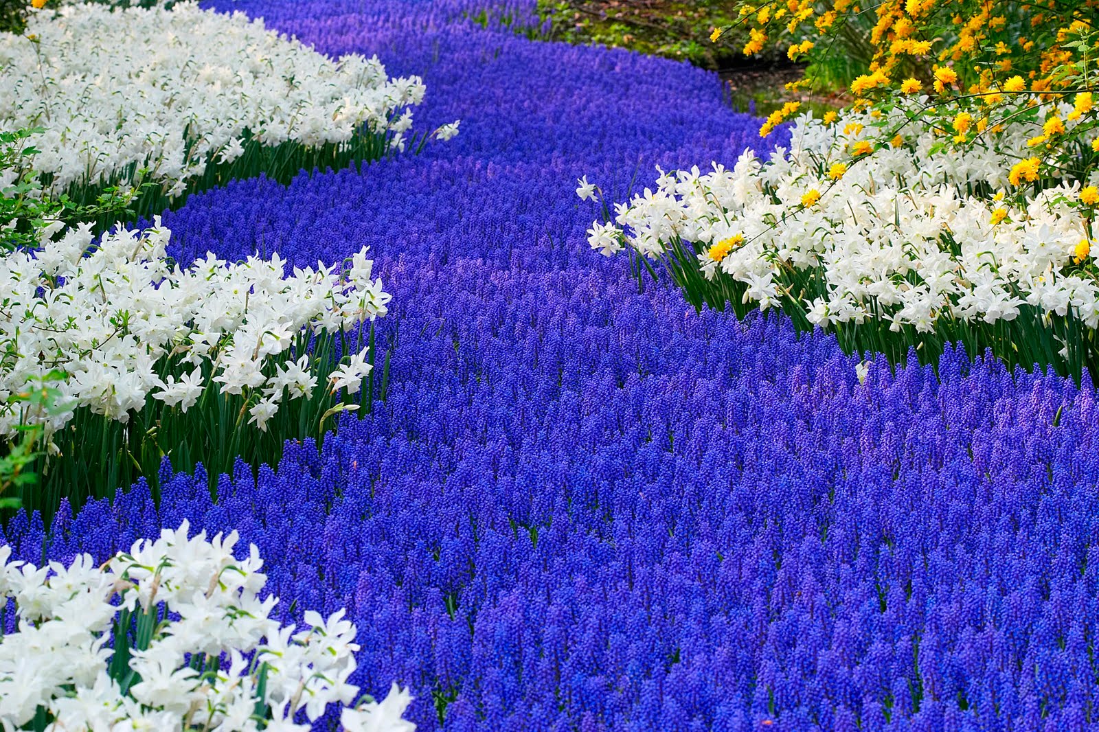 Beautiful Flower Garden Forest Cool Wallpaper Wonderful