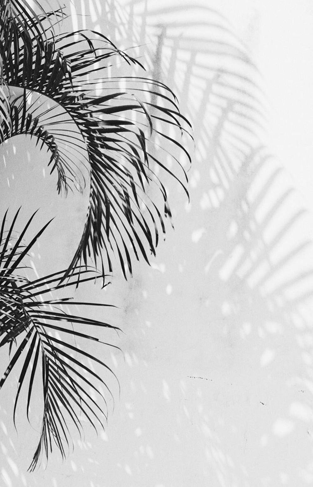 Palm Tree Leaves White Aesthetic iPhone Wallpaper