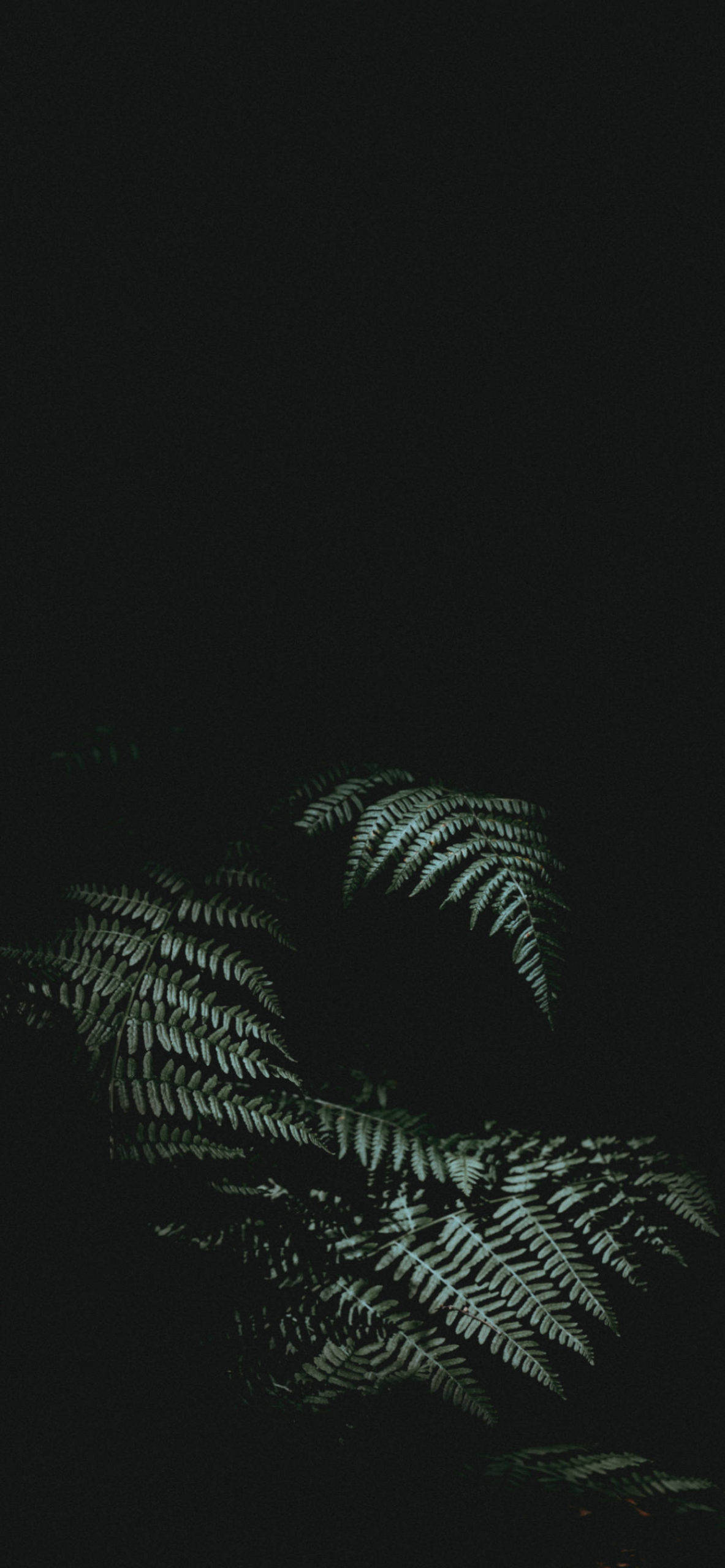 Plant iPhone Wallpaper