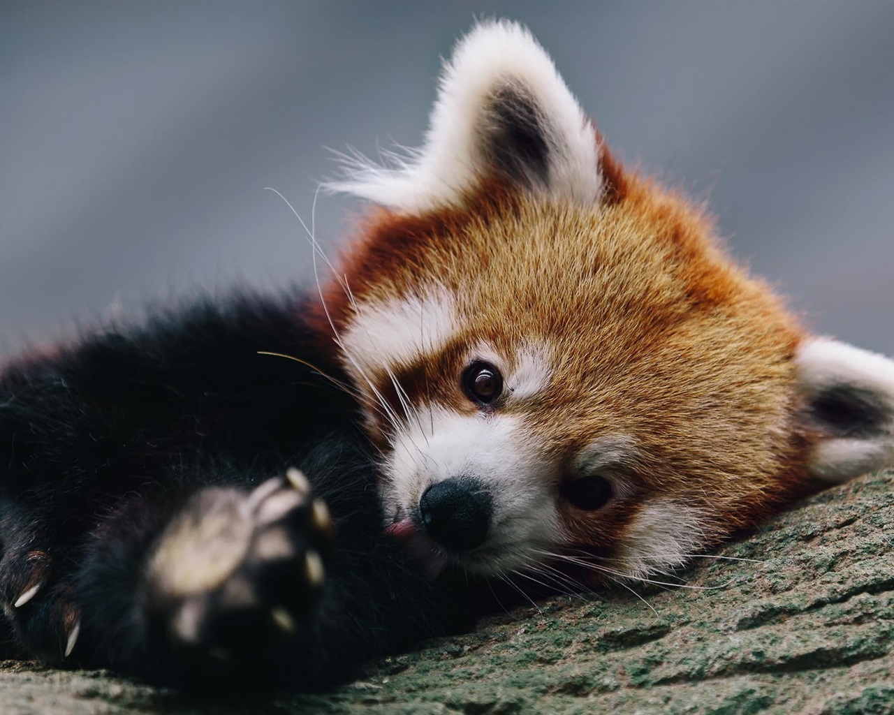 Wallpaper Cute Red Panda Rest In Tree Full HD 2k Picture Image