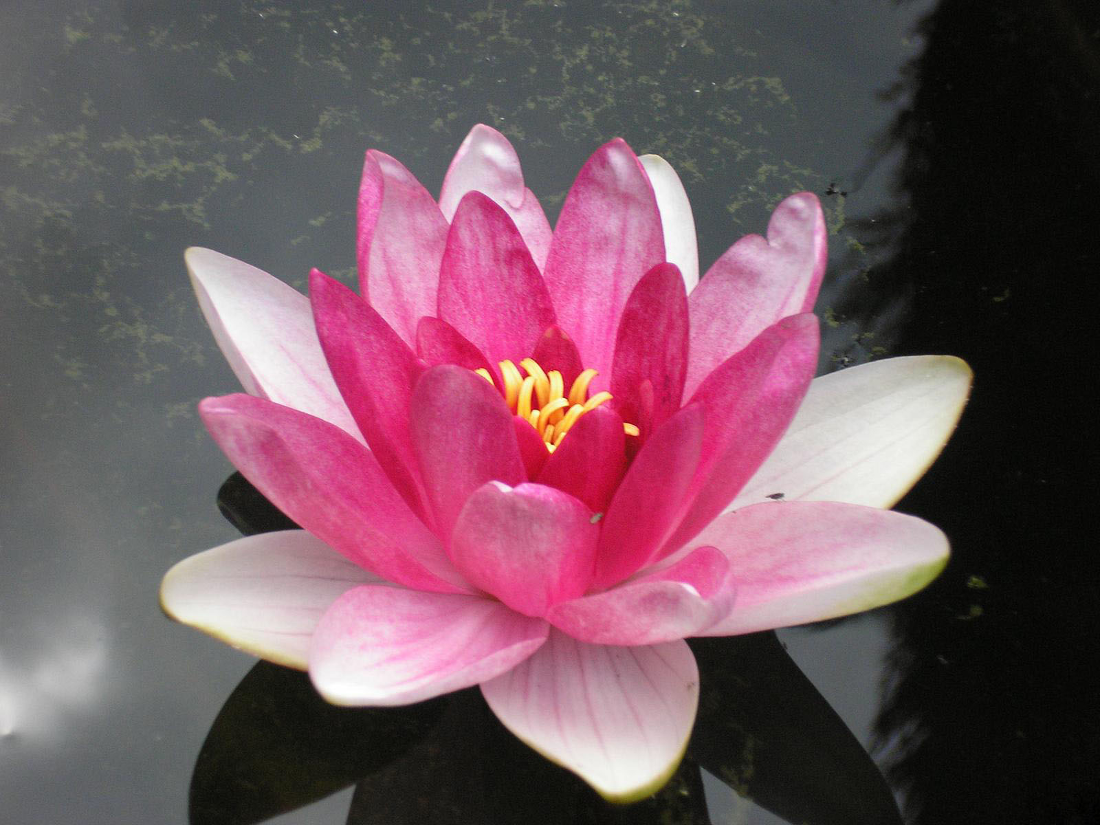 Tag Water Lily Wallpapers Images Photos and Pictures for free