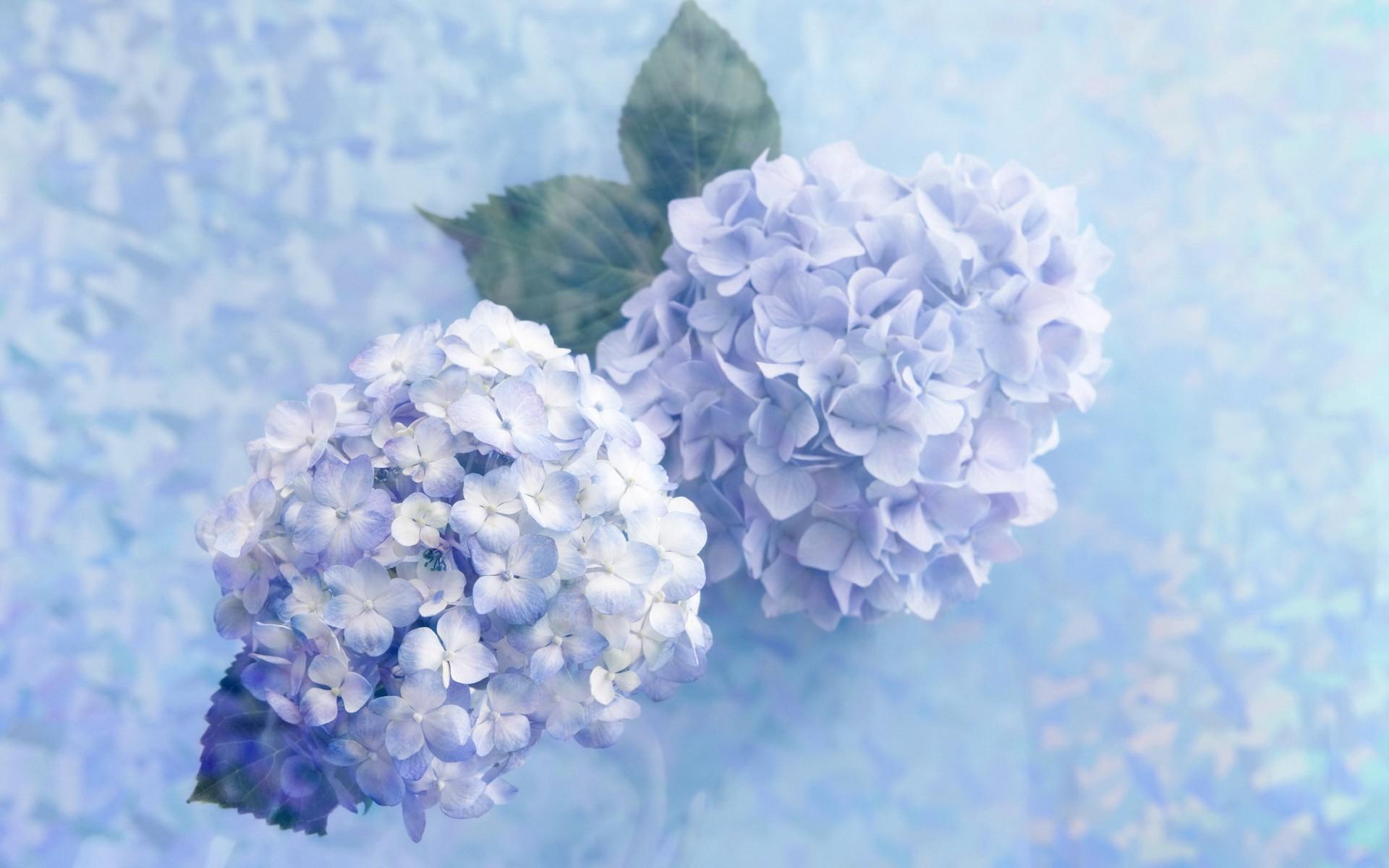 Beautiful HD Hydrangea Flowers Wallpaper