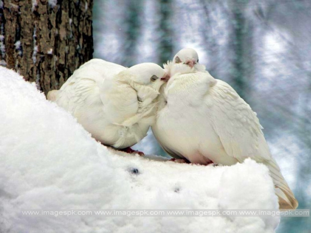 Snow Birds   Imagespkcom