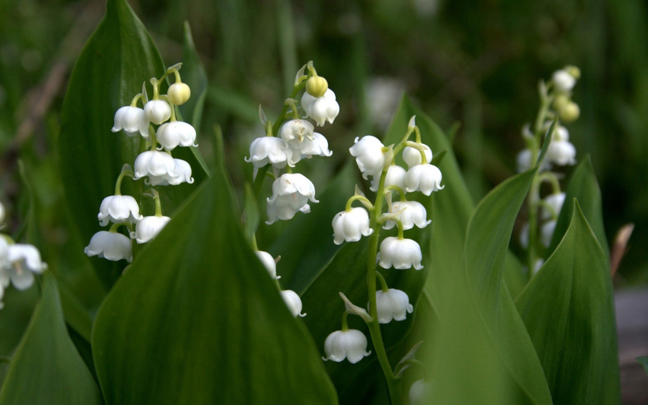 Lily Of The Valley Wallpaper - WallpaperSafari