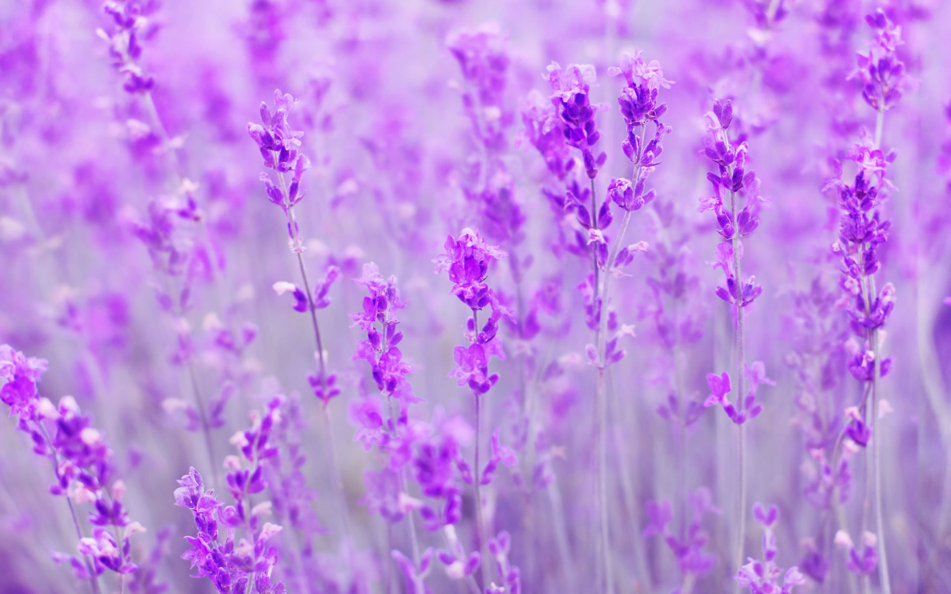 Purple Flower Close Wallpaper