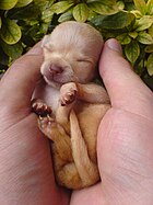 140px Chihuahua Puppy Wallpaper