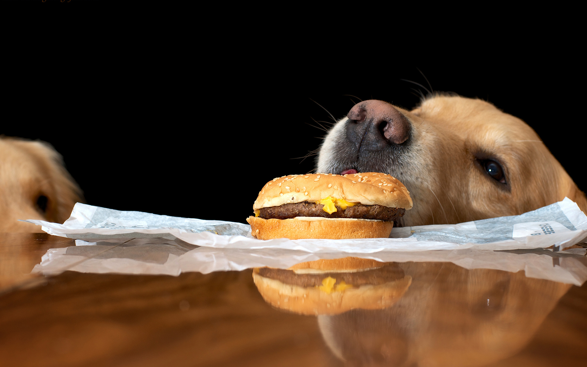 Animals Dogs Food Burger Humor Funny Wallpaper