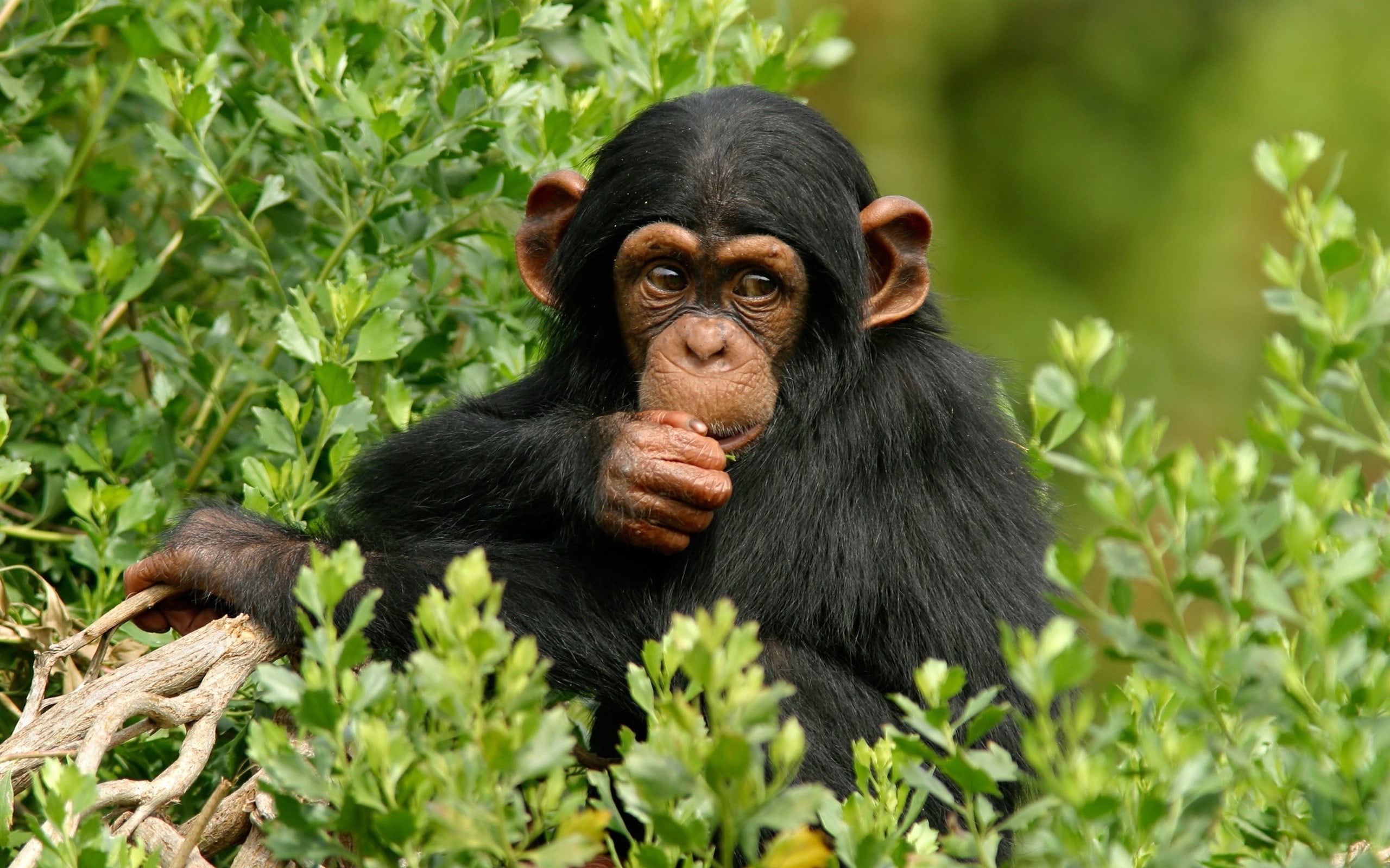 Chimpanzee Wallpaper And Background Image